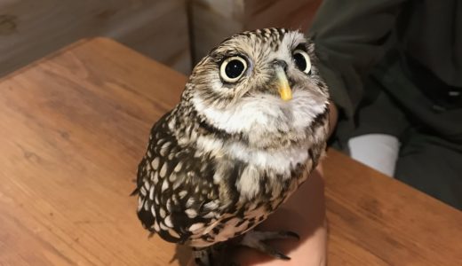 福岡市でフクロウに会える人気のカフェは？予約方法や口コミを調査！